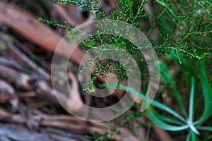 Glowing Green plant in front of paled timer branches