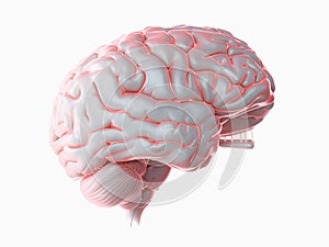 a glowing human brain