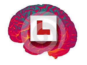 GLOWING HUMAN BRAIN WITH RED LEARNER L PLATE