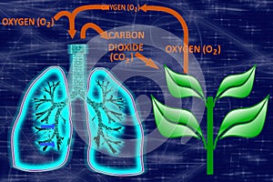 Glowing human lungs-Oxygen-Carbon Dioxide Cycle