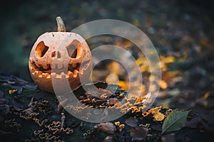 Glowing Jack O Lantern, with an evil face. Carved pumpkin for Halloween on tree overgrown with mushrooms in mysterious