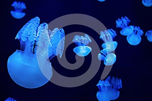 Glowing Jelly blubber jellyfishes catostylus mosaicus swimming in the water