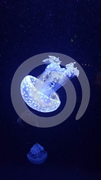 Glowing jellyfish