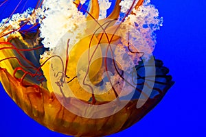 Řeřavý medúza v akvárium vibrujúci oranžový a 