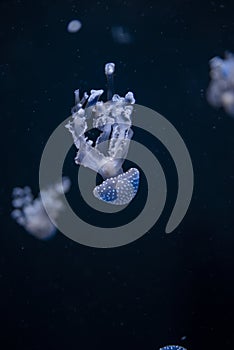 Glowing jellyfish catostylus mosaicus floating fat swim