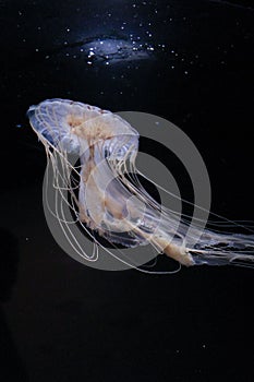 Glowing jellyfish swimming in a dark water tank illuminated by a bright light