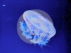 Glowing jellyfish under dark water