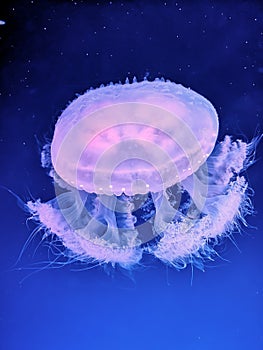 Glowing jellyfish under dark water