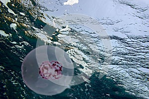 Glowing Jellyfishes Swimming In Sea. Red Sea.