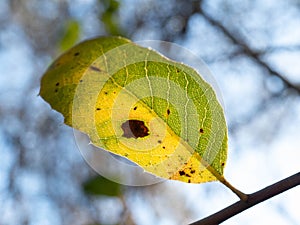 Glowing leaf change of seasons detail shot