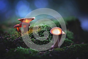 Glowing, magic mushrooms in a dark forest