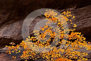 Glowing Maple Tree Leaves in Autumn at Zion National Park