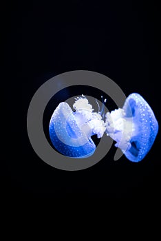 The dance of the illuminated jellyfish photo