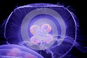 Glowing Moon Jellyfish