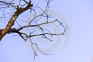 Glowing old and dry tree branches over blue sky