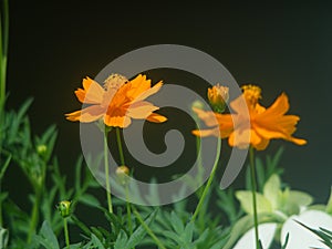 Glowing orange beautiful Cosmos bipinnatus.