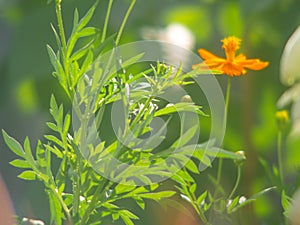 Glowing orange beautiful Cosmos bipinnatus.