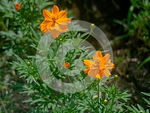 Glowing orange beautiful Cosmos bipinnatus.