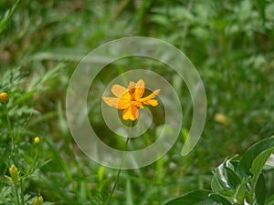 Glowing orange beautiful Cosmos bipinnatus.