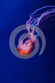 Glowing orange jellyfish chrysaora pacifica on deep  phantom blue