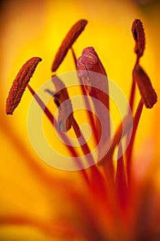Glowing orange lily blossom makro with red stamen and stamp