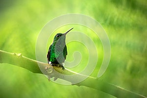 Glowing Puffleg sitting on branch, hummingbird from tropical rain forest,Ecuador,bird perching,tiny beautiful bird resting on tree photo
