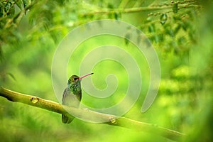 Glowing Puffleg sitting on branch, hummingbird from tropical rain forest,Ecuador,bird perching,tiny beautiful bird resting on tree photo