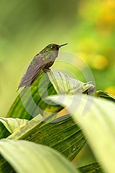 Glowing Puffleg sitting on leaf, hummingbird from tropical rain forest,Ecuador,bird perching,tiny beautiful bird resting on tree i photo