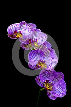 Glowing purple phalaenopsis orchids against dark background