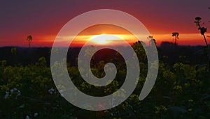 Glowing rapeseed in the sunset