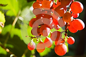 Glowing red grapes