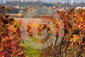 glowing red leaves in vineyards in autumn