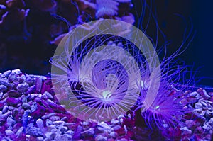 A glowing sea urchin under the water