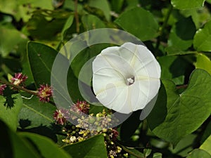 the glowing and shinning white flower