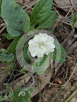 the glowing and shinning white flower in the vine