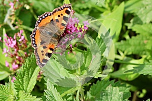Glowing Small Tortoiseshell in bright sunlight on stinging nettles with pink flowers.