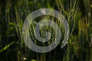 Glowing spikes of wheat crop