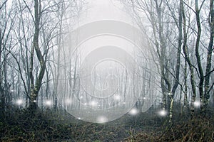 Glowing spooky, supernatural white lights and orbs floating in a forest on a moody, misty winters day photo