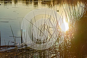 Glowing sun reflection on golden pond water wit reeds and duck