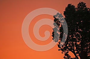 GLOWING SUNSET BACKGROUND AND TREE