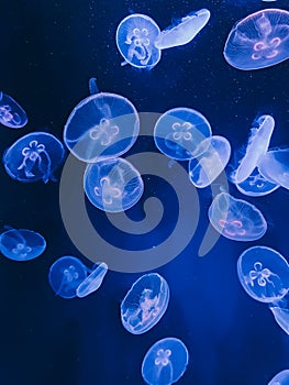 Glowing translucent jellyfish