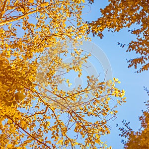 Glowing tree branches and leaves against street lamp