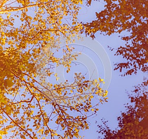 Glowing tree branches and leaves against street lamp