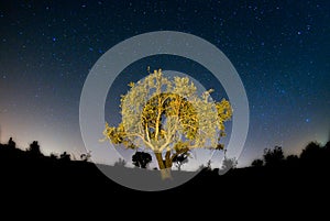 Glowing tree at night under sky full of stars , Oman