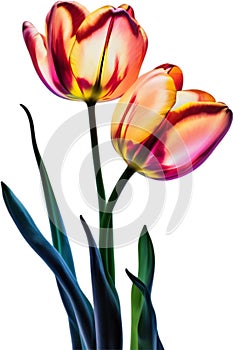 Glowing Tulip, Close-up image of Glowing tulip flower. Ai-Generated.