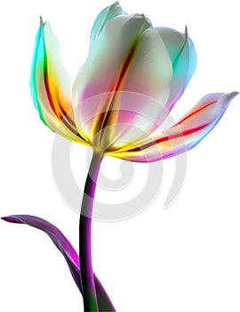 Glowing Tulip, Close-up image of Glowing tulip flower. Ai-Generated.