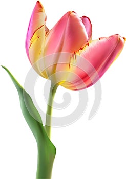 Glowing Tulip, Close-up image of Glowing tulip flower. Ai-Generated.