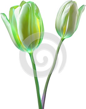 Glowing Tulip, Close-up image of Glowing tulip flower. Ai-Generated.