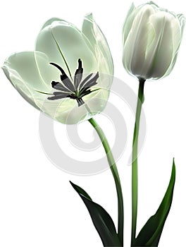 Glowing Tulip, Close-up image of Glowing tulip flower. Ai-Generated.