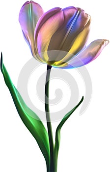 Glowing Tulip, Close-up image of Glowing tulip flower. Ai-Generated.